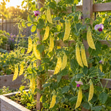 Golden Sweet Snow Pea Seeds growing in a home garden
