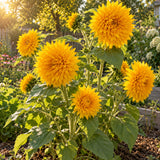 Goldy Honey Bear Sunflower Seeds growing in a home garden