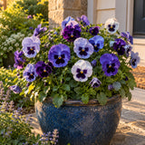 Got the Blues Pansy Seeds growing in a home garden