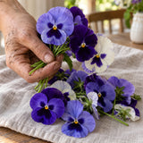 Got the Blues Pansy Seeds harvest up close