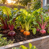 Gourmet Beet Blend Seeds growing in a home garden