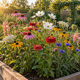 Grandmother's Cutting Garden Flower Mix Seeds growing in a home garden