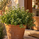 Greek Oregano Culinary Herb Seeds growing in a home garden
