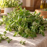 Greek Oregano Culinary Herb Seeds harvest up close