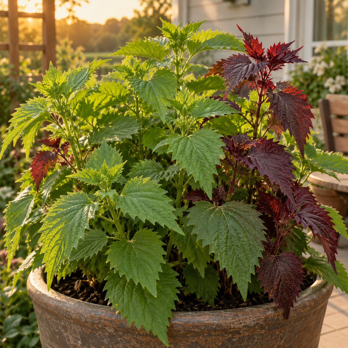 Green and Red Shiso Perilla Seeds growing in a home garden