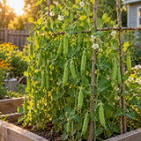 Green Arrow Shelling Pea Seeds growing in a home garden