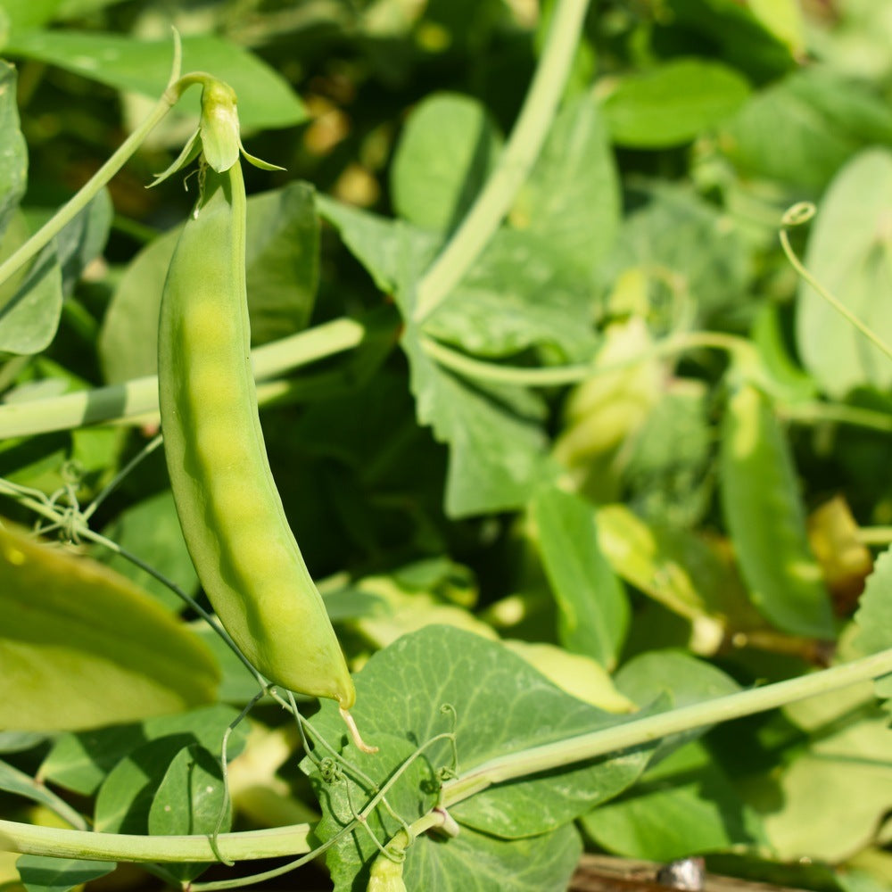 Seed packet for green arrow shelling pea seeds