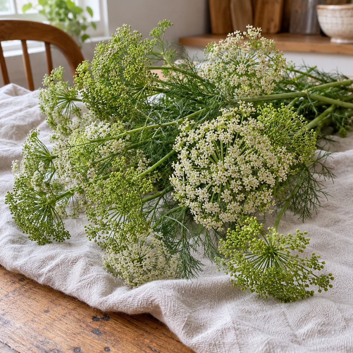 Green Mist Ammi Seeds harvest up close