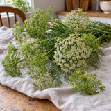 Green Mist Ammi Seeds harvest up close