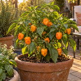 Habanero Hot Chile Pepper Seeds growing in a home garden