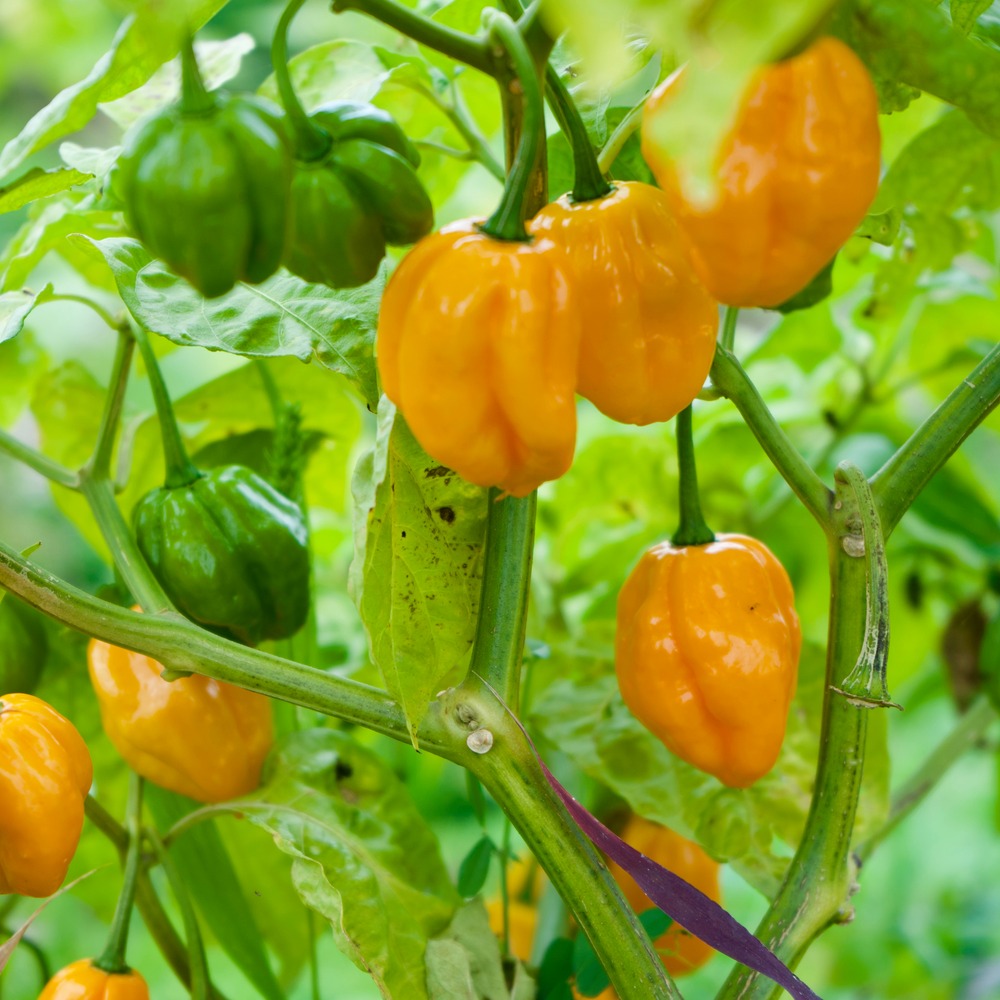 Seed packet for habanero hot chile pepper seeds