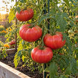 Halladay Mortgage Lifter Tomato Seeds growing in a home garden