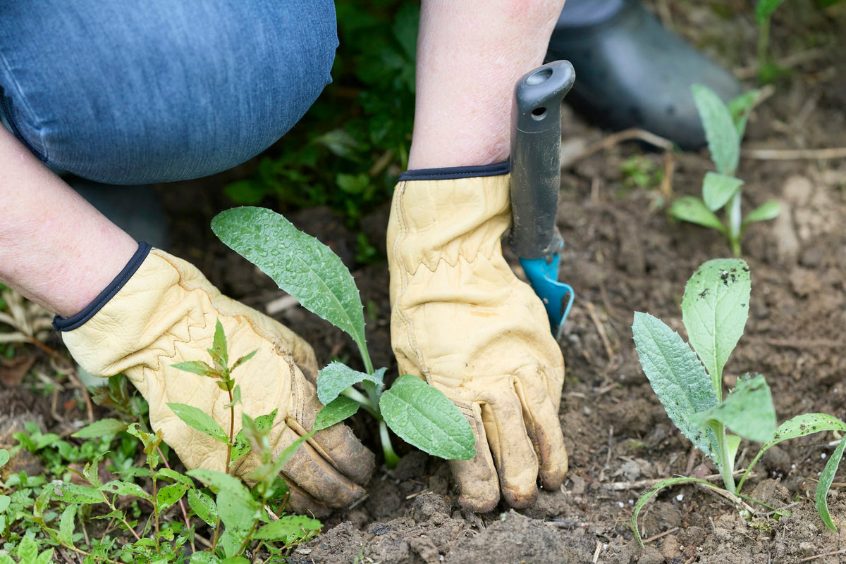 Manos enguantadas colocando plántulas en la tierra del jardín