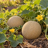 Hearts of Gold Heirloom Cantaloupe Seeds growing in a home garden