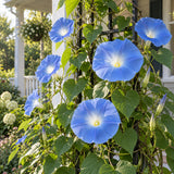 Heavenly Blue Morning Glory Seeds growing in a home garden