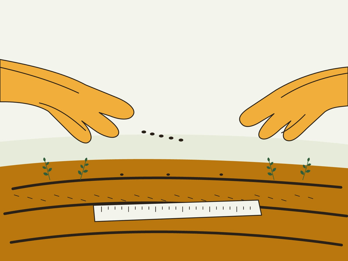 Hands sowing seeds in a garden row beside a planting-depth ruler marked in inches.