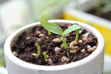 Container Garden Seed Bundle: young plant