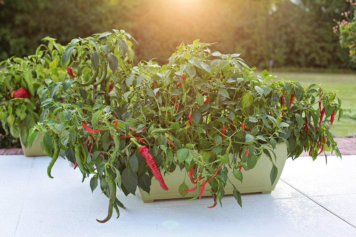 Container Garden Seed Bundle: growing container