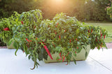 Container Garden Seed Bundle: growing container