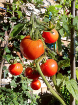 Container Garden Seed Bundle: fruit closeup