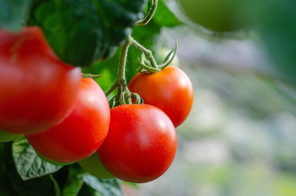 Northeast Garden Seed Bundle: tomato closeup