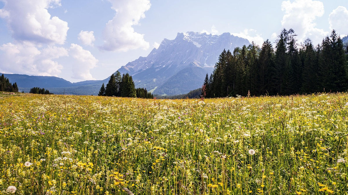 Wildflower Seed Mix: growing meadow