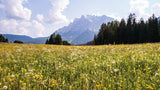 Wildflower Seed Mix: growing meadow