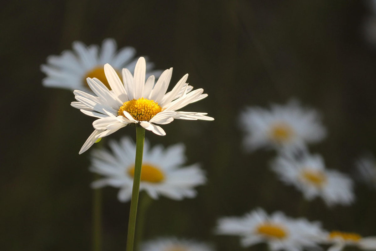 Wildflower Seed Mix: flower closeup
