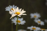 Wildflower Seed Mix: flower closeup