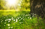 Wildflower Seed Mix: meadow blooms