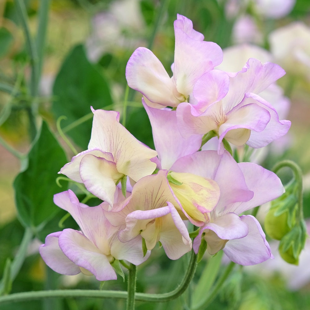 Seed packet for high scent sweet pea flower seeds