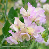 Seed packet for high scent sweet pea flower seeds