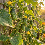 Hokus Gherkin Pickling Cucumber Seeds growing in a home garden