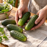 Homemade Pickles Cucumber Seeds harvest up close