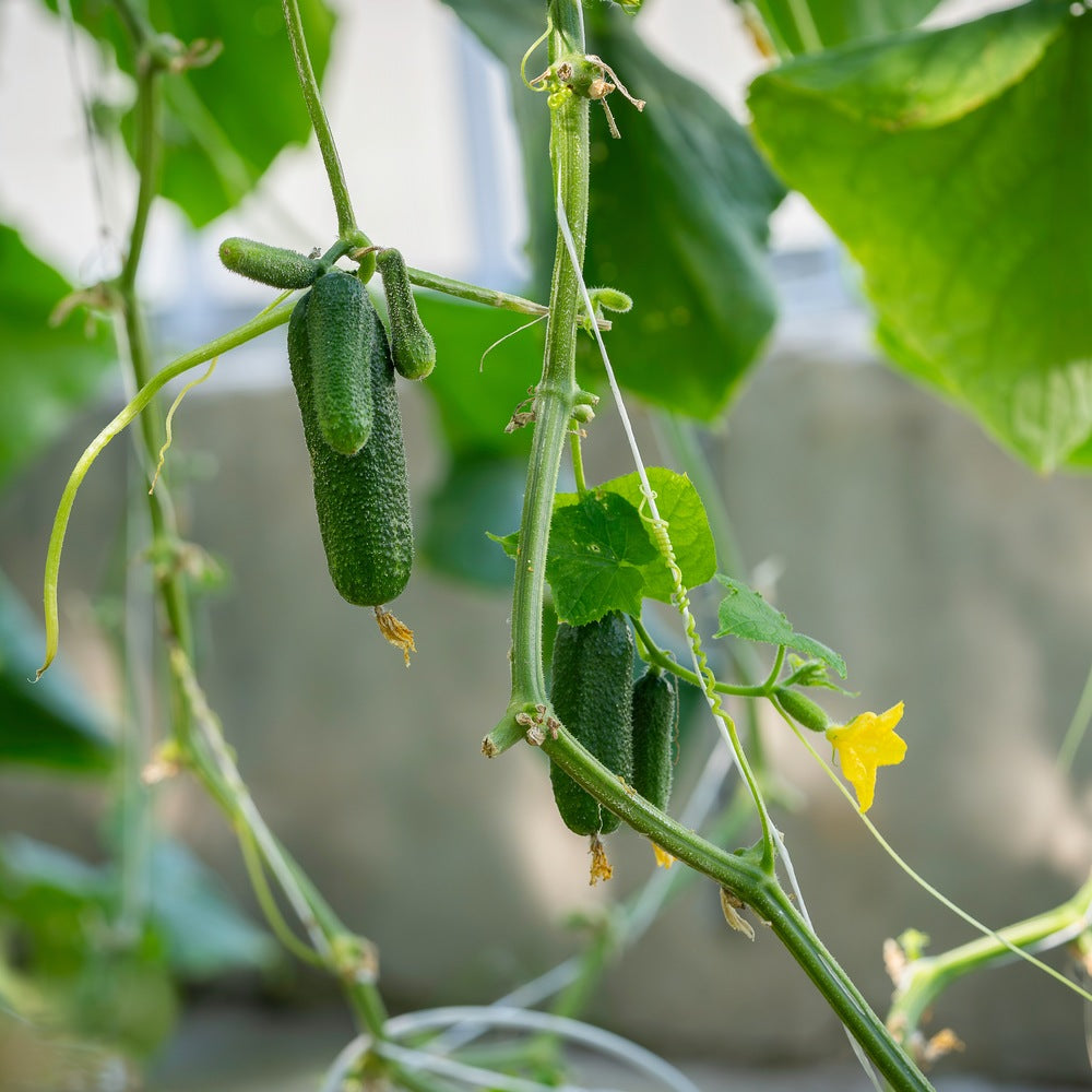 Seed packet for homemade pickles cucumber seeds