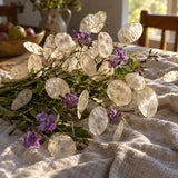 Honesty Silver Dollar Flower Seeds harvest up close