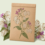 Kraft seed packet illustrated with Honesty Silver Dollar Flower, with fresh Honesty Silver Dollar Flower beside it