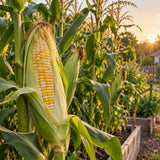 Honey And Cream Sweet Corn Seeds growing in a home garden