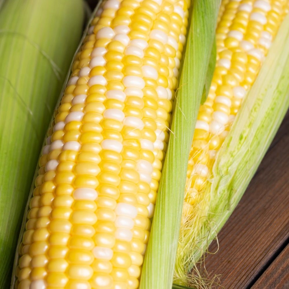 Product image of honey and cream sweet corn seeds