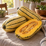 Honey Boat Delicata Winter Squash Seeds harvest up close