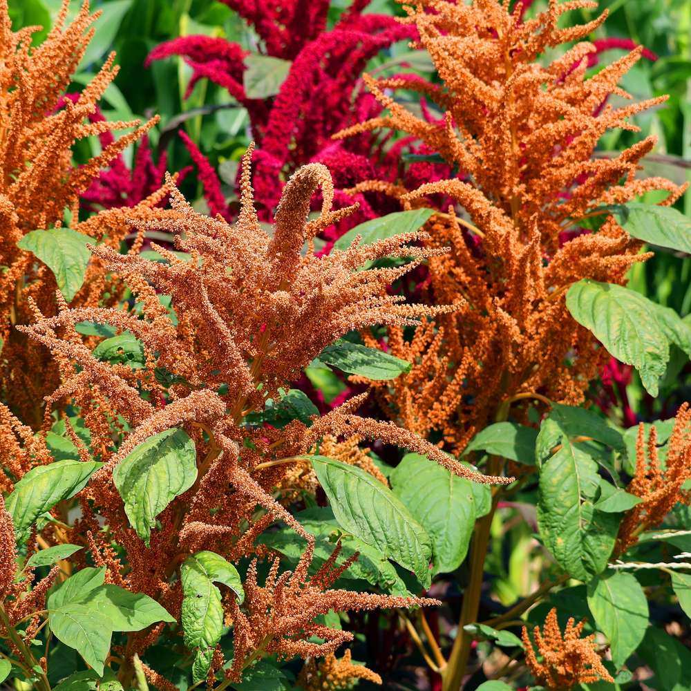 Seed packet for hot biscuits caramel amaranth seeds