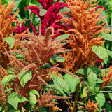 Seed packet for hot biscuits caramel amaranth seeds