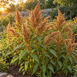 Hot Biscuits Caramel Amaranth Seeds growing in a home garden
