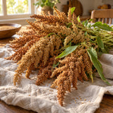 Hot Biscuits Caramel Amaranth Seeds harvest up close
