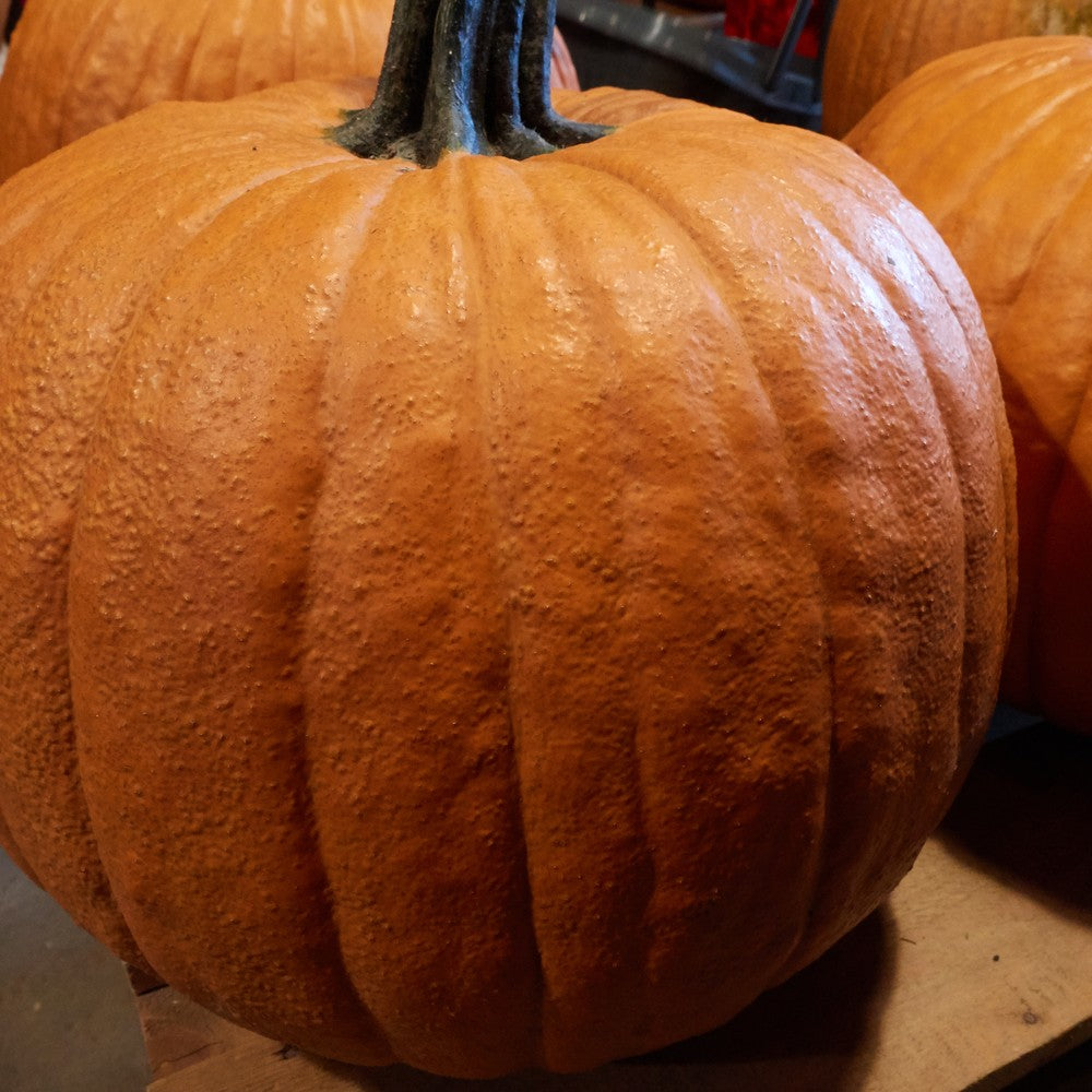 Seed packet for howden carving pumpkin seeds