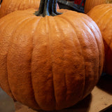 Seed packet for howden carving pumpkin seeds