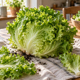 Ice Queen Crisphead Lettuce Seeds harvest up close