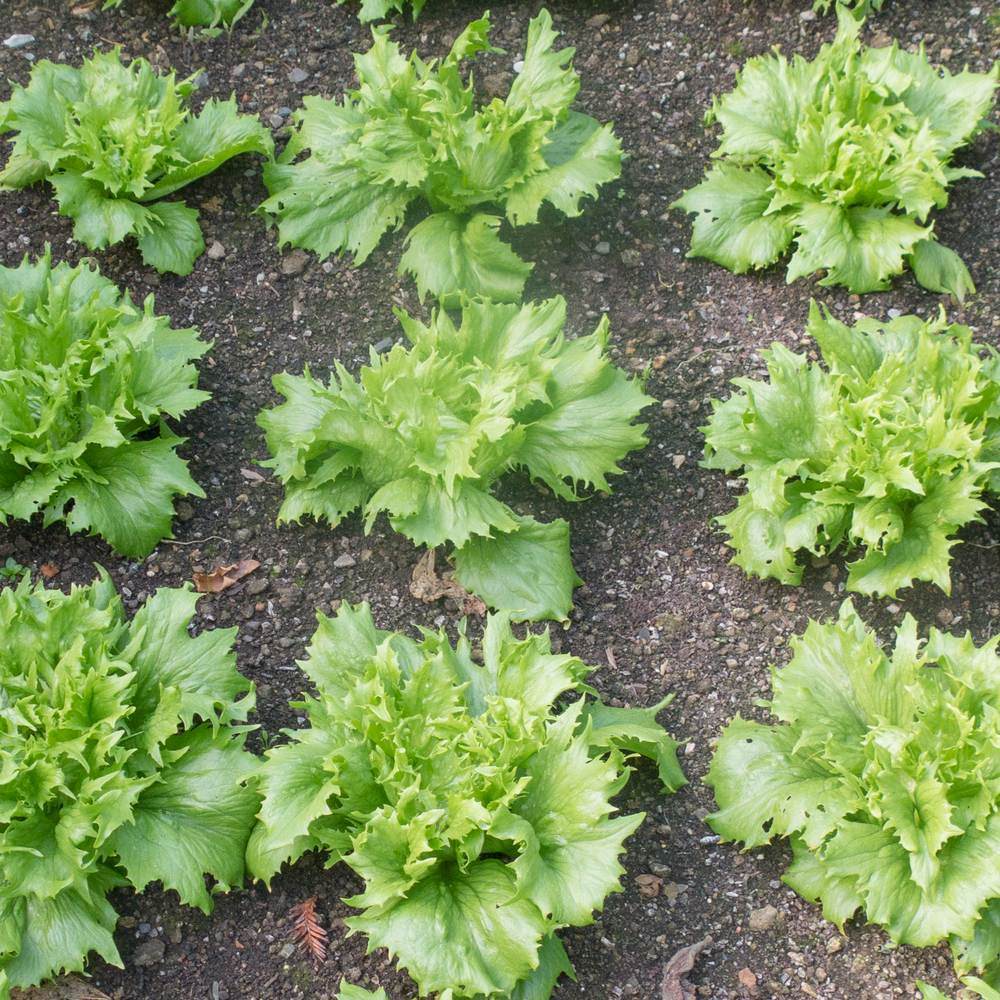 Seed packet for ice queen crisphead lettuce seeds