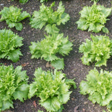 Seed packet for ice queen crisphead lettuce seeds