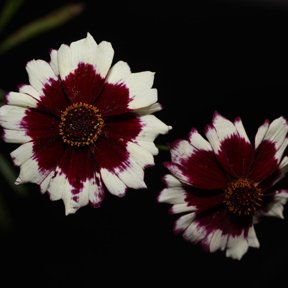 Seed packet for swirl coreopsis flower seeds